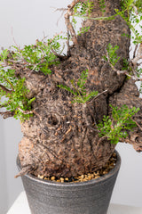 1072- 発根済 Operculicarya Pachypus オペルクリカリア・パキプス