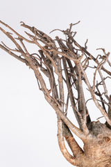 i206 - アダンソニア ディギタータ バオバブ Adansonia digitata