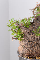 1072- 発根済 Operculicarya Pachypus オペルクリカリア・パキプス