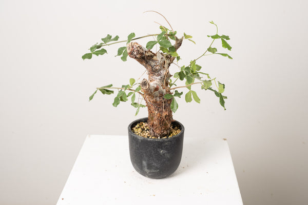 2 発根済  commiphora orbicularis コミフォラ オルビクラリス