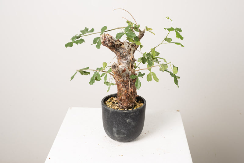 2 発根済  commiphora orbicularis コミフォラ オルビクラリス