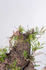 1072- 発根済 Operculicarya Pachypus オペルクリカリア・パキプス