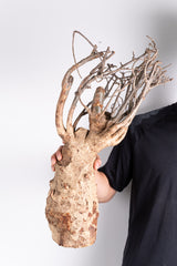 i206 - アダンソニア ディギタータ バオバブ Adansonia digitata