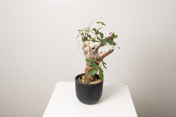 2 発根済  commiphora orbicularis コミフォラ オルビクラリス