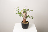 2 発根済  commiphora orbicularis コミフォラ オルビクラリス