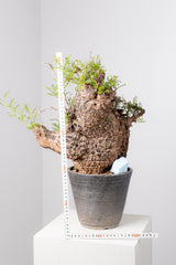 1072- 発根済 Operculicarya Pachypus オペルクリカリア・パキプス