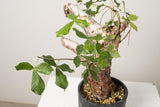 2 発根済  commiphora orbicularis コミフォラ オルビクラリス