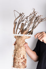 i206 - アダンソニア ディギタータ バオバブ Adansonia digitata