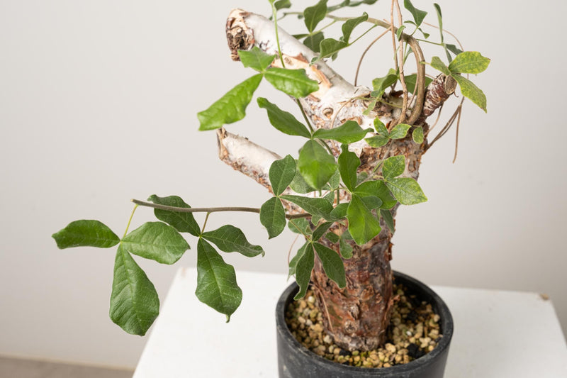2 発根済  commiphora orbicularis コミフォラ オルビクラリス
