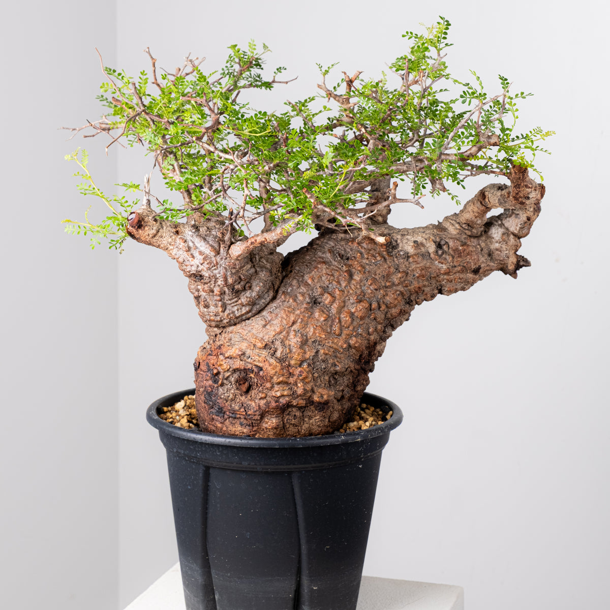 ✨✨✨オペクリカリアデカリー【麗イボ◎】検/パキプス/美株サービス品 オペルクリカリア パキプス