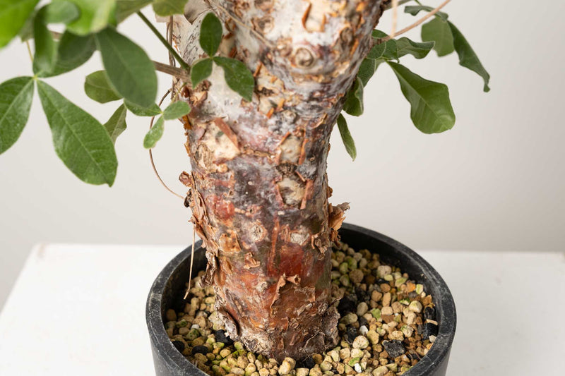 2 発根済  commiphora orbicularis コミフォラ オルビクラリス