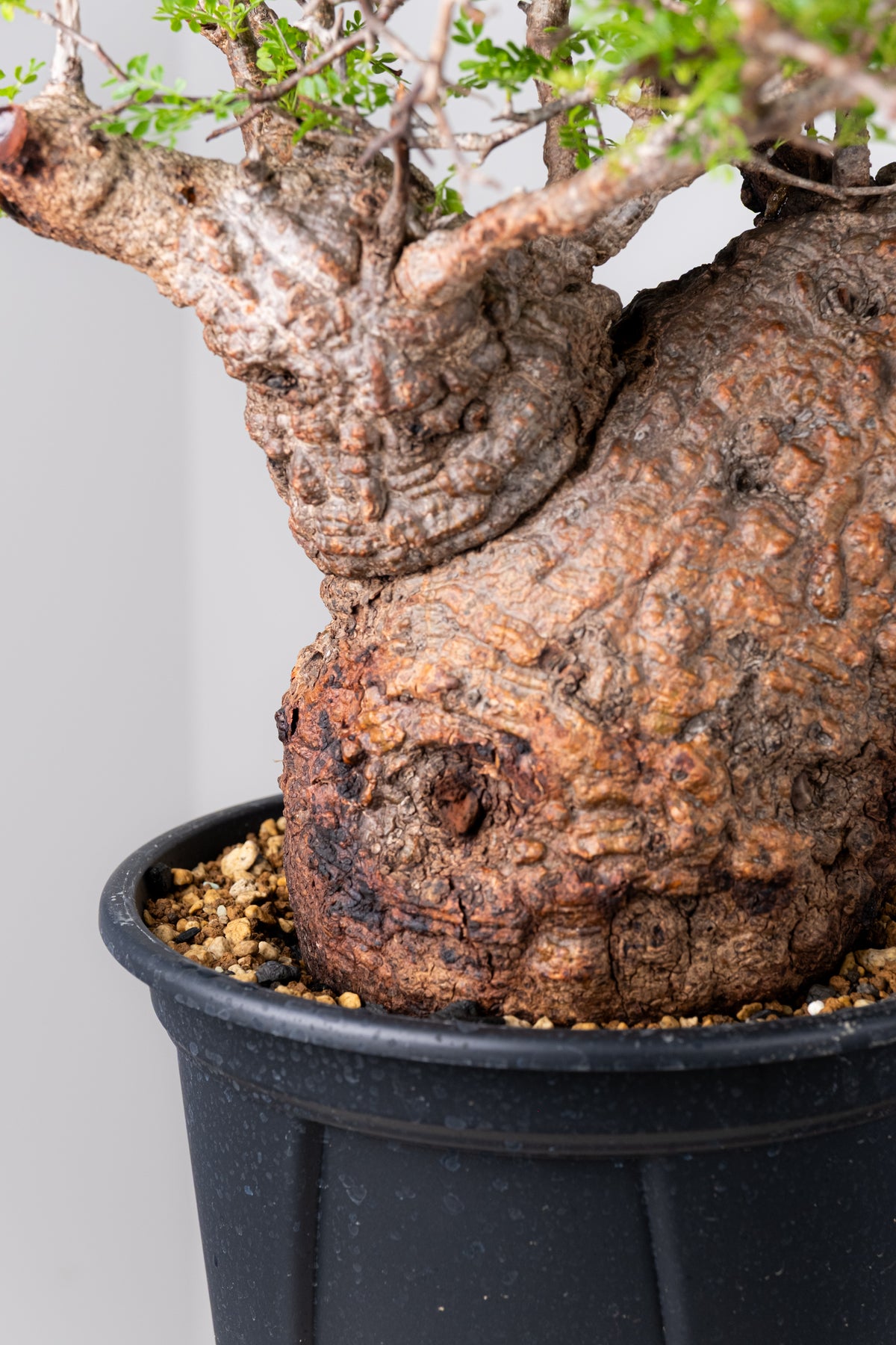 オペルクリカリア・パキプス / OPERCULICARYA PACHYPUS – KOMO