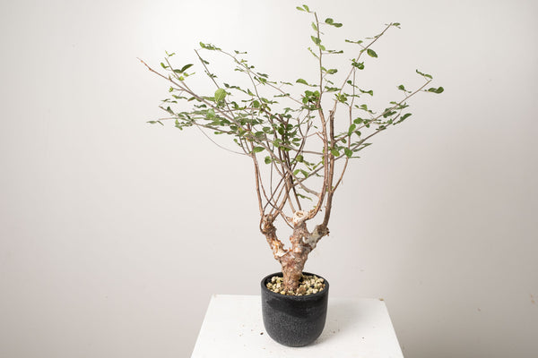 18 発根済  commiphora orbicularis コミフォラ オルビクラリス