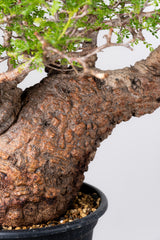 1073- 発根済 Operculicarya Pachypus オペルクリカリア・パキプス