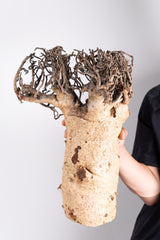 i207 - アダンソニア ディギタータ バオバブ Adansonia digitata