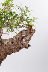 1073- 発根済 Operculicarya Pachypus オペルクリカリア・パキプス