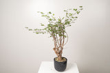 18 発根済  commiphora orbicularis コミフォラ オルビクラリス