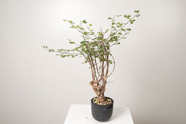 18 発根済  commiphora orbicularis コミフォラ オルビクラリス