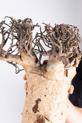 i207 - アダンソニア ディギタータ バオバブ Adansonia digitata
