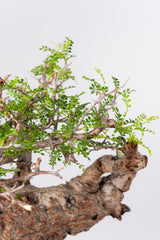 1073- 発根済 Operculicarya Pachypus オペルクリカリア・パキプス