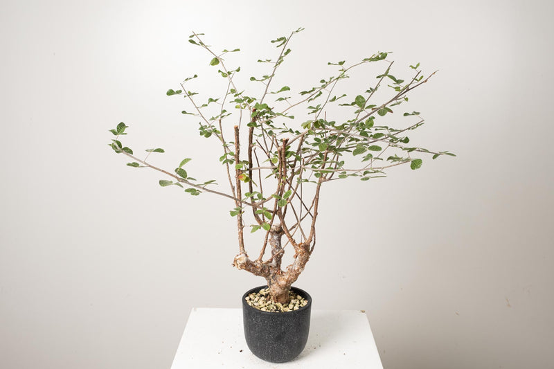 18 発根済  commiphora orbicularis コミフォラ オルビクラリス