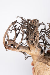 i207 - アダンソニア ディギタータ バオバブ Adansonia digitata