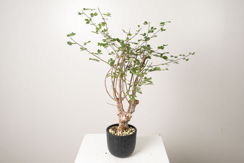 18 発根済  commiphora orbicularis コミフォラ オルビクラリス