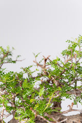 1073- 発根済 Operculicarya Pachypus オペルクリカリア・パキプス