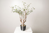 18 発根済  commiphora orbicularis コミフォラ オルビクラリス