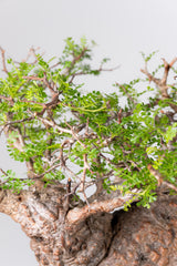 1073- 発根済 Operculicarya Pachypus オペルクリカリア・パキプス