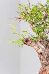 1073- 発根済 Operculicarya Pachypus オペルクリカリア・パキプス