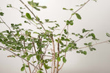 18 発根済  commiphora orbicularis コミフォラ オルビクラリス