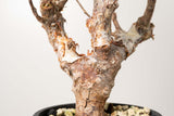 18 発根済  commiphora orbicularis コミフォラ オルビクラリス