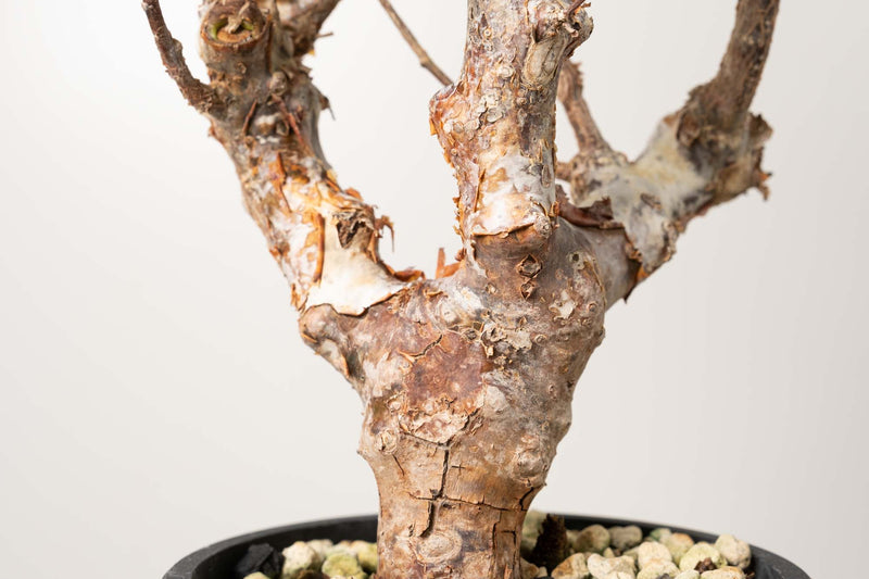 18 発根済  commiphora orbicularis コミフォラ オルビクラリス