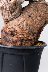 1073- 発根済 Operculicarya Pachypus オペルクリカリア・パキプス