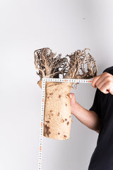 i207 - アダンソニア ディギタータ バオバブ Adansonia digitata