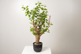 22 発根済  commiphora orbicularis コミフォラ オルビクラリス
