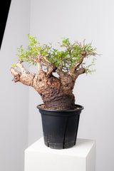 1073- 発根済 Operculicarya Pachypus オペルクリカリア・パキプス