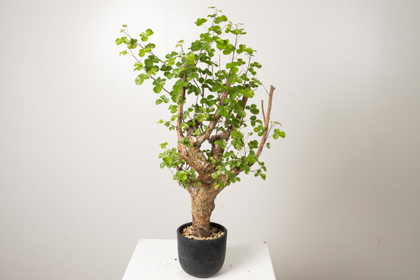 22 発根済  commiphora orbicularis コミフォラ オルビクラリス