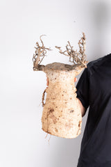 i208 - アダンソニア ディギタータ バオバブ Adansonia digitata