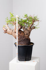 1073- 発根済 Operculicarya Pachypus オペルクリカリア・パキプス