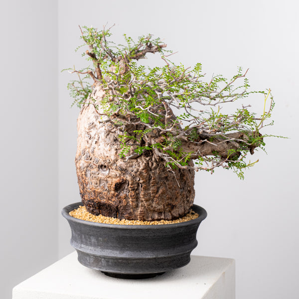 オペルクリカリア・パキプス / OPERCULICARYA PACHYPUS – KOMO