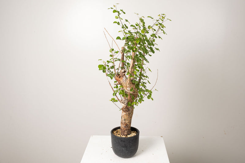 22 発根済  commiphora orbicularis コミフォラ オルビクラリス