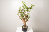 22 発根済  commiphora orbicularis コミフォラ オルビクラリス