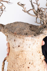 i208 - アダンソニア ディギタータ バオバブ Adansonia digitata