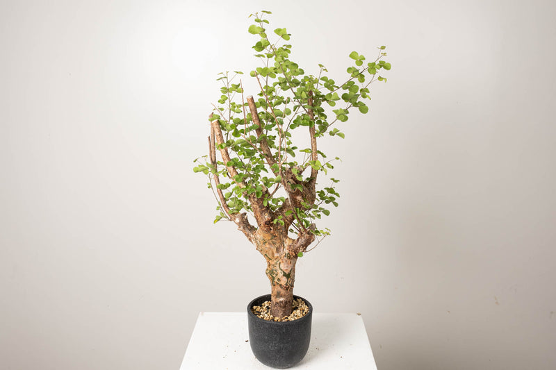 22 発根済  commiphora orbicularis コミフォラ オルビクラリス