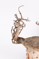 i208 - アダンソニア ディギタータ バオバブ Adansonia digitata