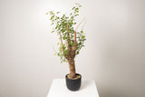 22 発根済  commiphora orbicularis コミフォラ オルビクラリス