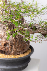 1074- 発根済 Operculicarya Pachypus オペルクリカリア・パキプス