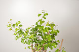 22 発根済  commiphora orbicularis コミフォラ オルビクラリス